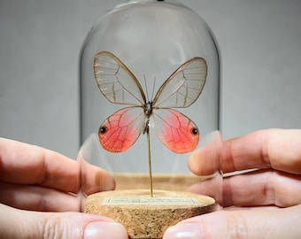 Pink Glasswing Butterfly in Glass Dome, Real Specimen