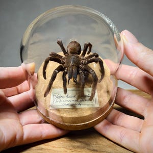 Real Tarantula in Vintage Glass Cloche, Spider Specimen