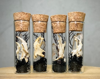 Tiny Natural Oddity, Curiosity Jar Vial with Real Mouse Jar Jaw and Rodent Bones for a Cute Samhain Gift, Halloween Decor