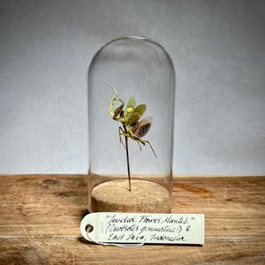 Praying Mantis Jeweled Flower Mantis Display Dome, Preserved Entomology Insect Specimen for Oddity Collection