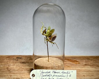 Praying Mantis Jeweled Flower Mantis Display Dome, Preserved Entomology Insect Specimen for Oddity Collection