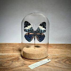 Taxidermy Butterfly in Glass Dome, Entomology Insect Specimen, Oddities and Curiosities Display Gift