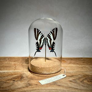 Butterfly Taxidermy In Glass Entomology Dome Display, Real Zebra Swallowtail Specimen, Oddity Gifts and Decor