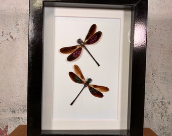 Download Dragonfly Shadowbox Etsy