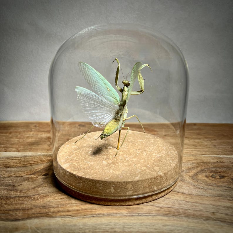 May include: A preserved praying mantis specimen displayed under a glass cloche. The insect has pale green wings and a yellow-green body, mounted on a cork base. The cloche sits on a wooden surface, creating a natural history display.