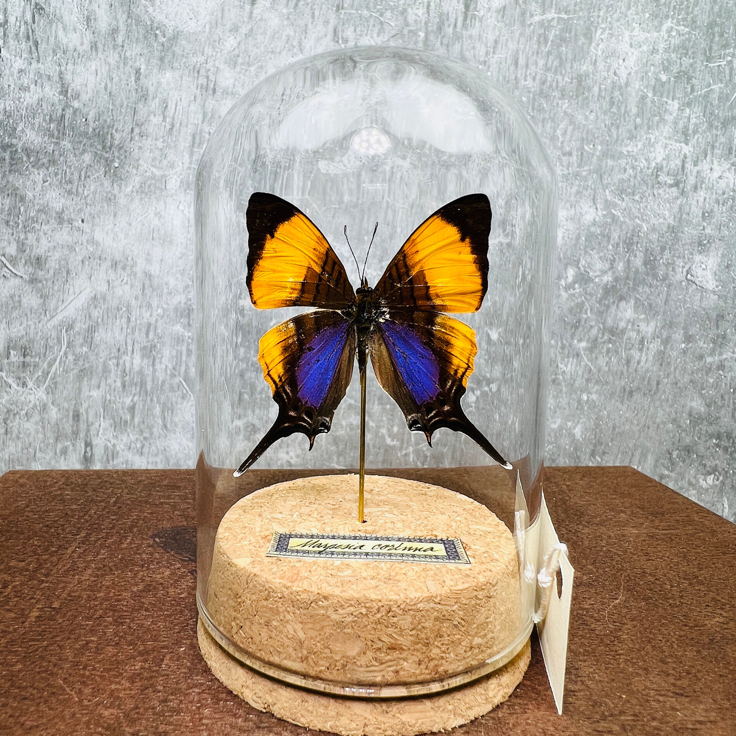 Purple Butterfly Decor Real Butterfly in Cloche Dome Etsy