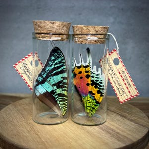 May include: Two glass jars with cork tops contain the wings of two different iridescent butterflies. The wings are a mix of green, blue, yellow, orange, and red. The jars are labeled with handwritten text.