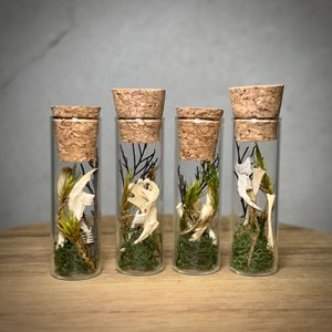 Tiny Natural Oddity Fairy Nature Spell Vial with Real Mouse Skull Rodent Bones, Miniature Curiosity Jars
