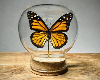 Male Monarch Butterfly in Glass Globe, Real Specimen