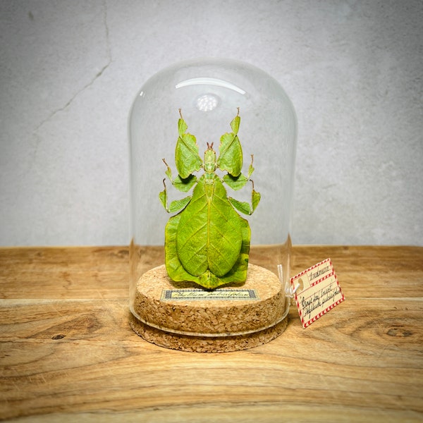 Green Leaf Bug Leaf Insect in Glass Display Dome, Real Taxidermy Specimen for Oddity and Curiosity Collection, Gifts for Scientific Decor