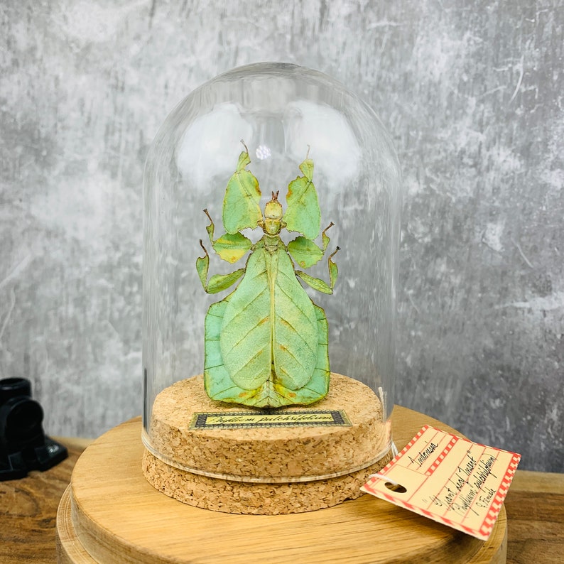 Leaf Bug Leaf Insect Display Dome Real Insect Taxidermy Etsy