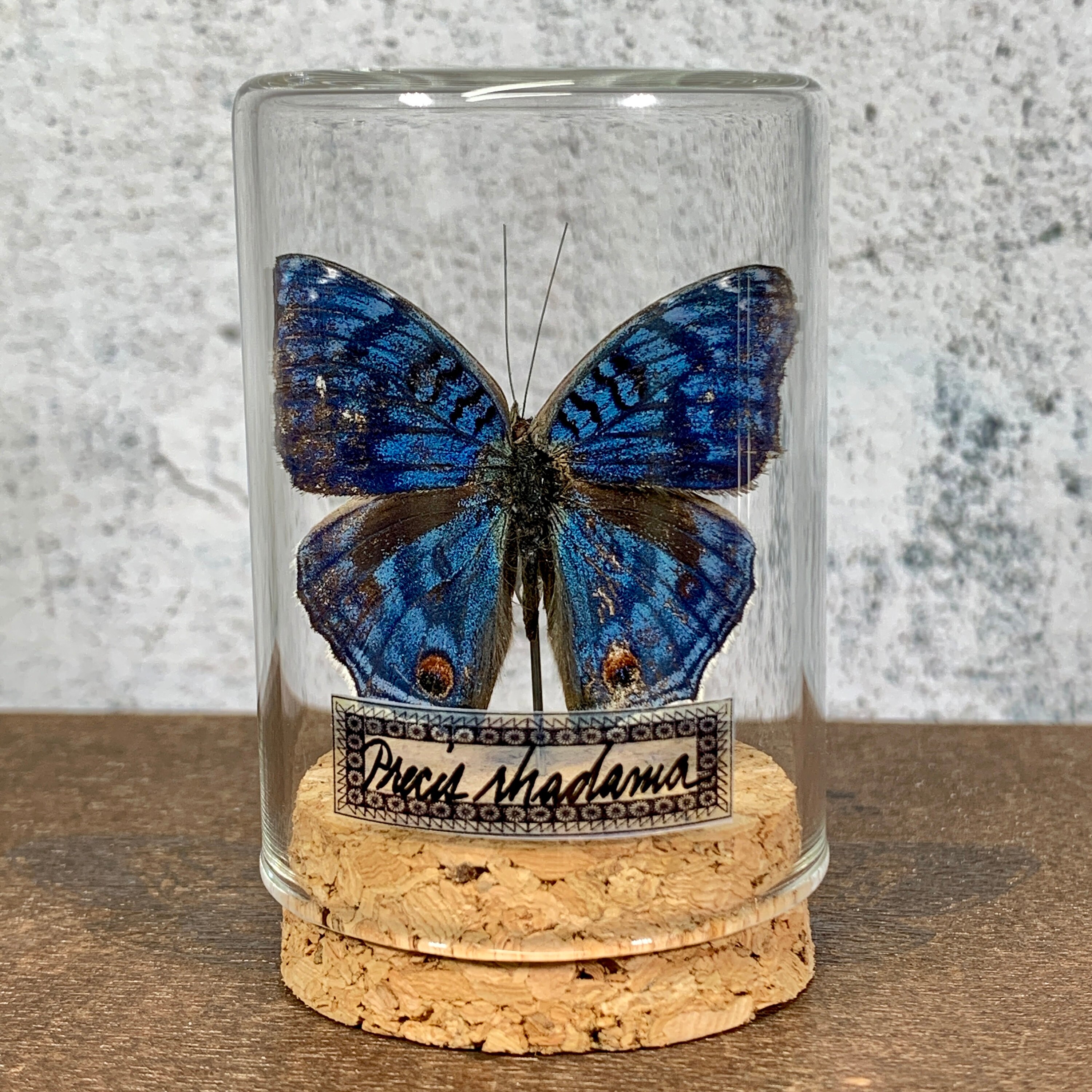 Real Blue Butterfly Insect Taxidermy Specimen Preserved Insect Etsy