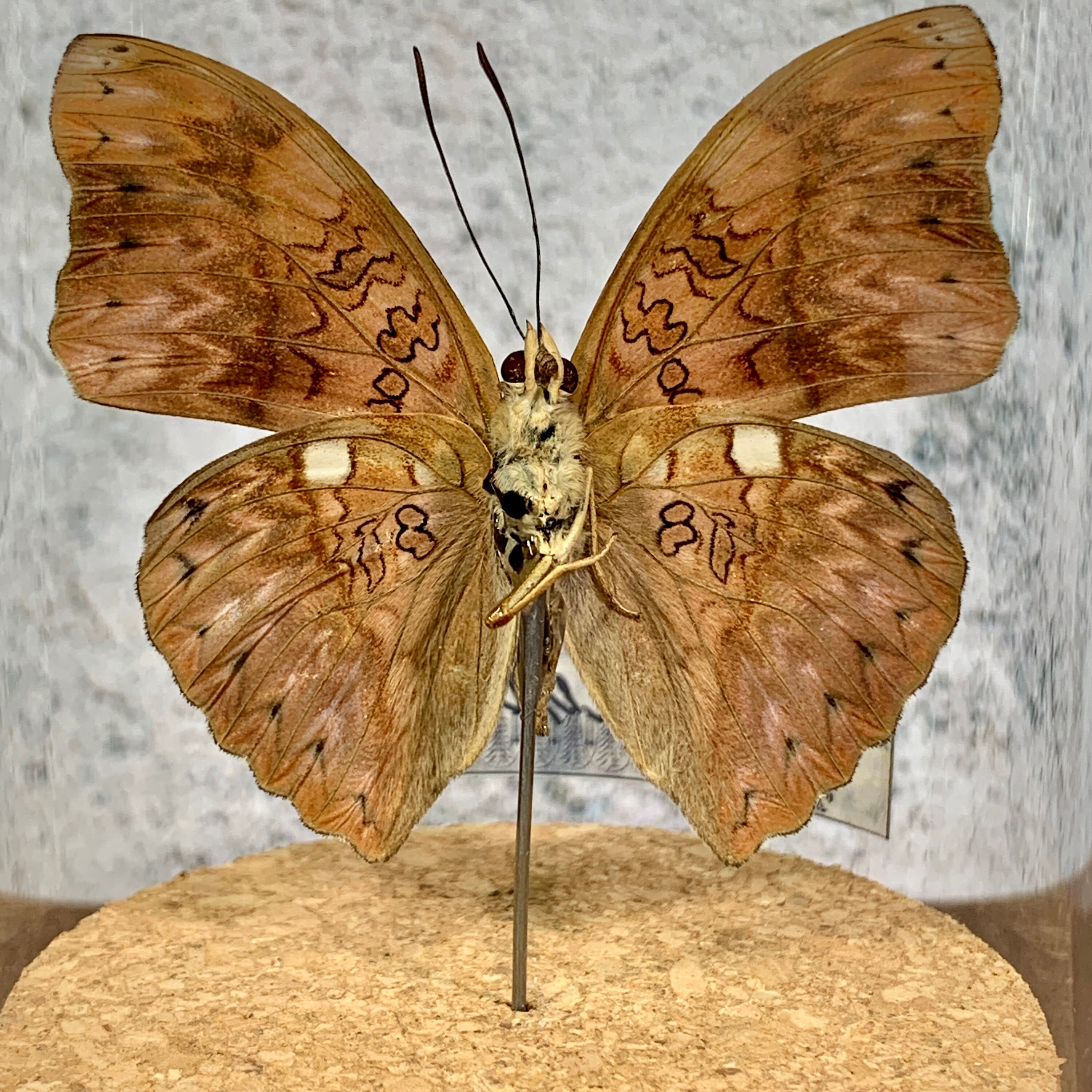 Real Blood Red Glider Butterfly Display Beautiful Butterfly | Etsy