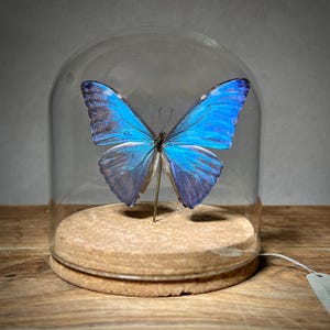 May include: A vibrant blue butterfly with intricate wing patterns is displayed under a glass cloche. The butterfly is mounted on a thin gold rod, resting on a cork base. The glass dome sits on a wooden surface.