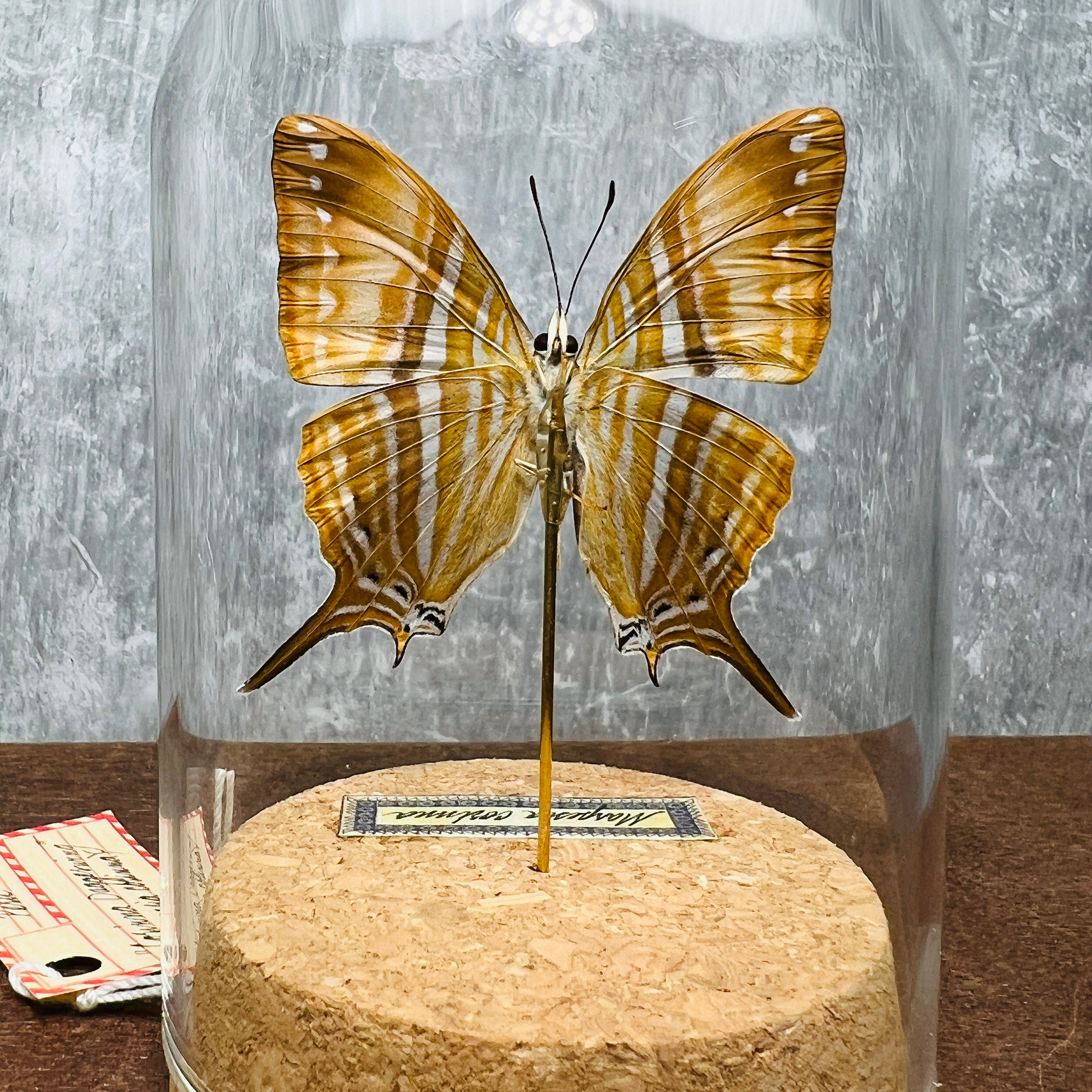 Purple Butterfly Decor Real Butterfly in Cloche Dome Etsy