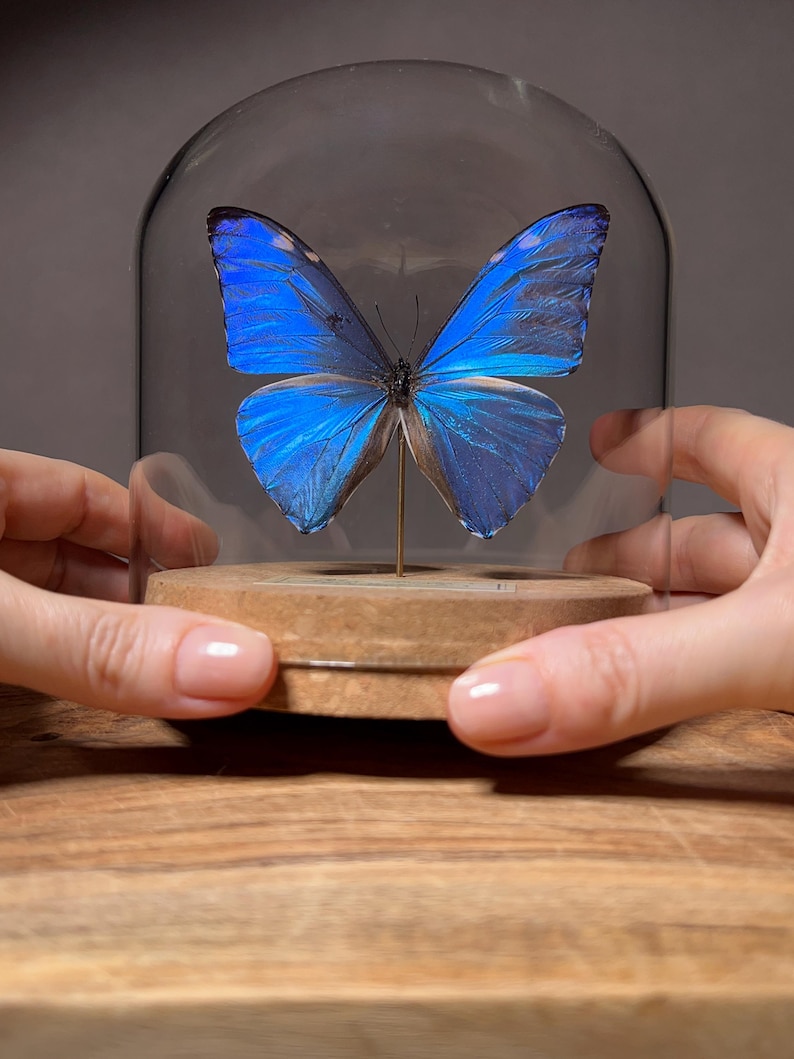 May include: A vibrant blue Morpho butterfly specimen mounted on a thin metal pin, displayed inside a clear glass dome. The butterfly rests on a circular wooden base, showcasing its iridescent wings with dark edges and intricate vein patterns.
