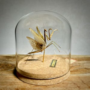 Real Chinese Praying Mantis Insect Taxidermy: Entomology Glass Dome Display - Oddities and Curiosities Gift