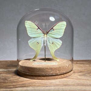 Luna Moth Taxidermy in Glass Dome, Real Moth Specimen Male