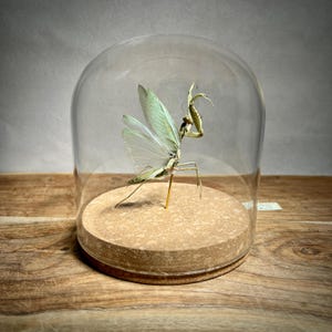 May include: A preserved praying mantis specimen displayed under a clear glass dome. The insect has pale green wings and a slender body, mounted on a cork base. The dome sits on a wooden surface, creating a naturalistic display.