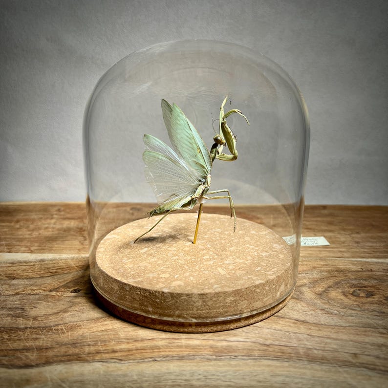 May include: A preserved praying mantis specimen displayed under a clear glass dome. The insect has pale green wings and a slender body, mounted on a cork base. The dome sits on a wooden surface, creating a naturalistic display.