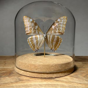 May include: A preserved butterfly with tan and white striped wings featuring circular eye-spot markings, mounted on a thin gold-colored pin. The specimen is displayed under a clear glass dome set upon a circular, light brown cork base.