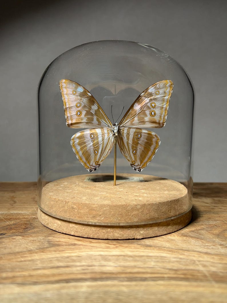May include: A preserved butterfly with tan and white striped wings featuring circular eye-spot markings, mounted on a thin gold-colored pin. The specimen is displayed under a clear glass dome set upon a circular, light brown cork base.