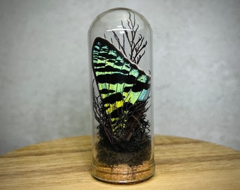 Goblin Core Decor Real Moth Wing in Mini Terrarium, Fairy Grunge Weird Gifts Dark Macabre Oddities and Curiosities Home Decor