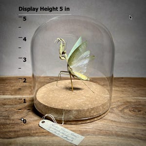 May include: A preserved praying mantis specimen, displayed under a glass cloche. The insect is mounted on a cork base, with a display height of 5 inches. The mantis has pale green wings and a light brown body. A small tag is attached.