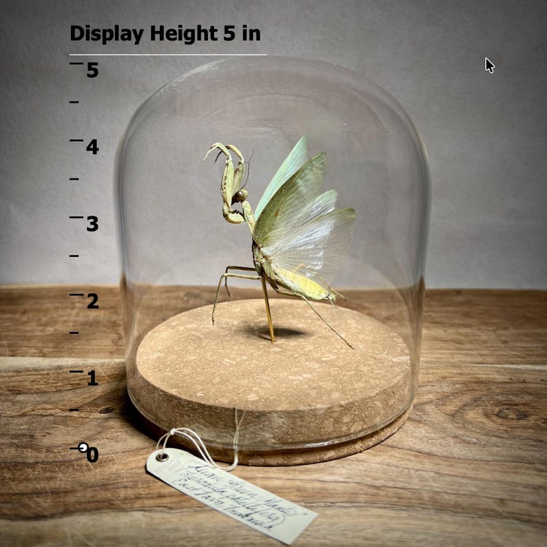 May include: A preserved praying mantis specimen, displayed under a glass cloche. The insect is mounted on a cork base, with a display height of 5 inches. The mantis has pale green wings and a light brown body. A small tag is attached.