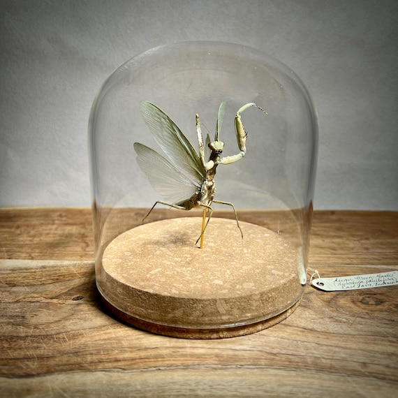 Praying Mantis in Glass Dome Display | Real Insect Taxidermy Specimen for Oddities and Curiosities Collection | Entomology Nature Decor