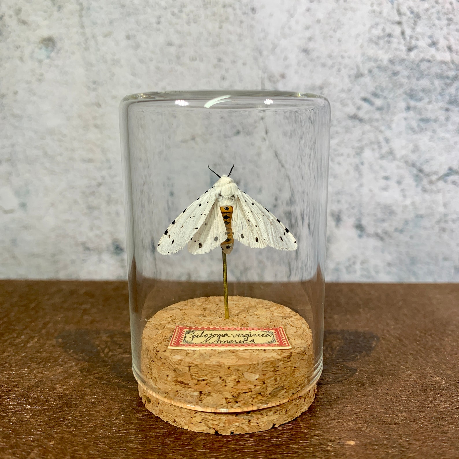 Real White Moth Insect Collection Dead Bug Taxidermy Mini Jars Etsy