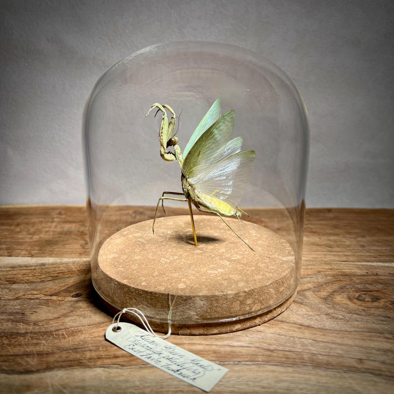 May include: A preserved praying mantis specimen displayed under a glass cloche. The insect has a light green body and wings, with a tan head and legs. It is mounted on a cork base, and a small tag hangs from the base. The cloche sits on a wooden surface.