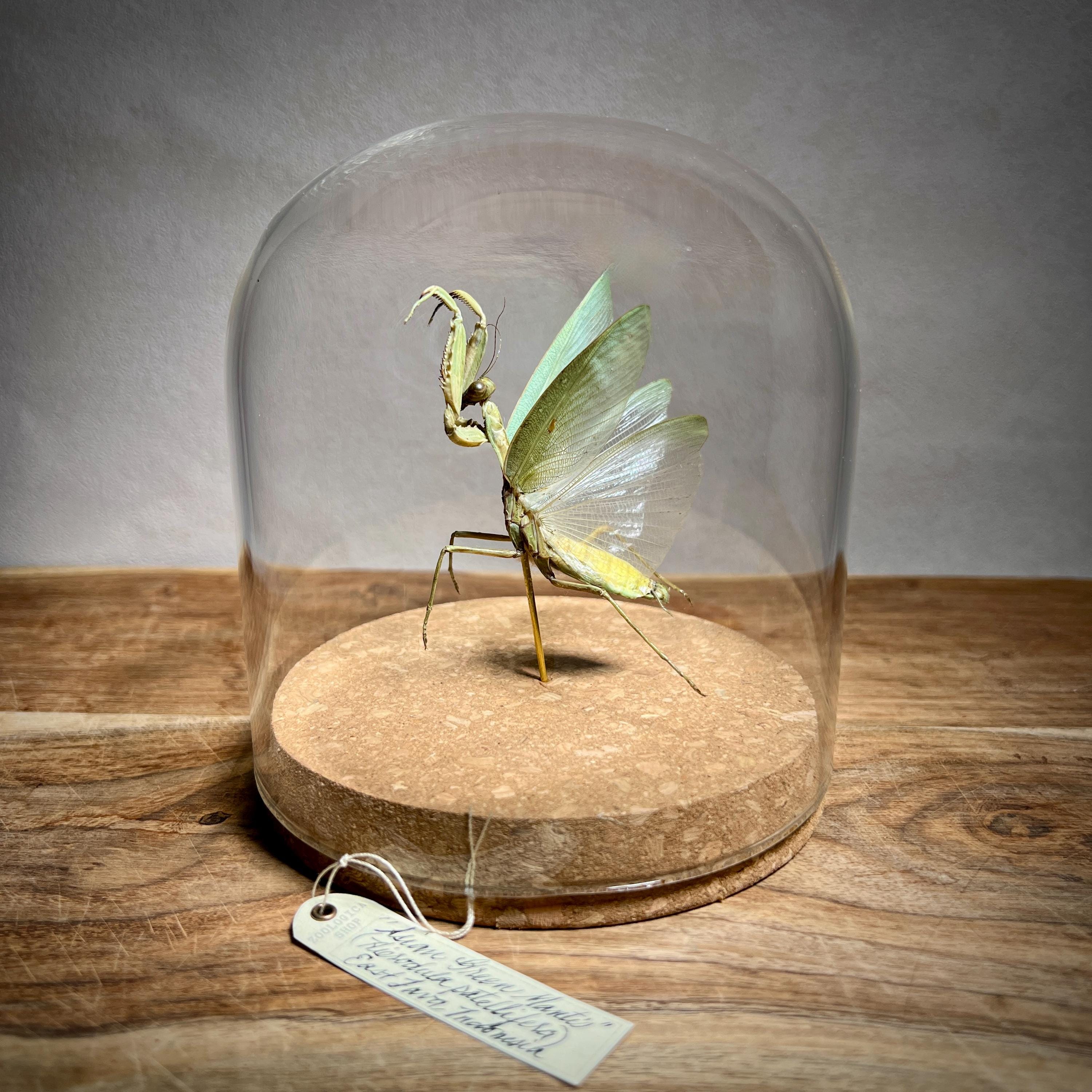 Praying Mantis in Glass Dome Display | Real Insect Taxidermy
