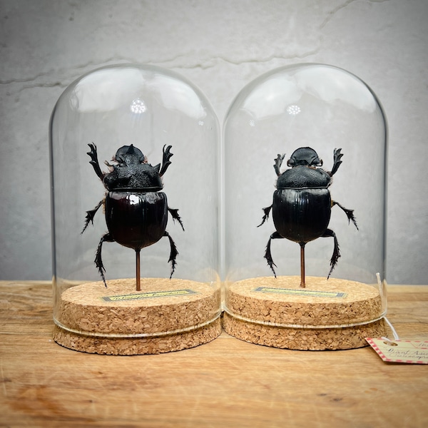 Dung Beetle Display Dome, Real Scarab Beetle Insect Taxidermy Specimen for Entomology Oddity Collection Gift, Curiosity, Weird Stuff