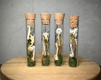 May include: Four clear glass test tubes with cork stoppers, each containing small white animal bones, dried green moss, and dark brown twigs arranged vertically inside to create a natural display of skeletal remains in a cylindrical container.