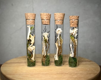 Small Natural Oddity Fairy Nature Spell Vial with Real Mouse Skull Rodent Bones - Weird Unusual Gift Idea