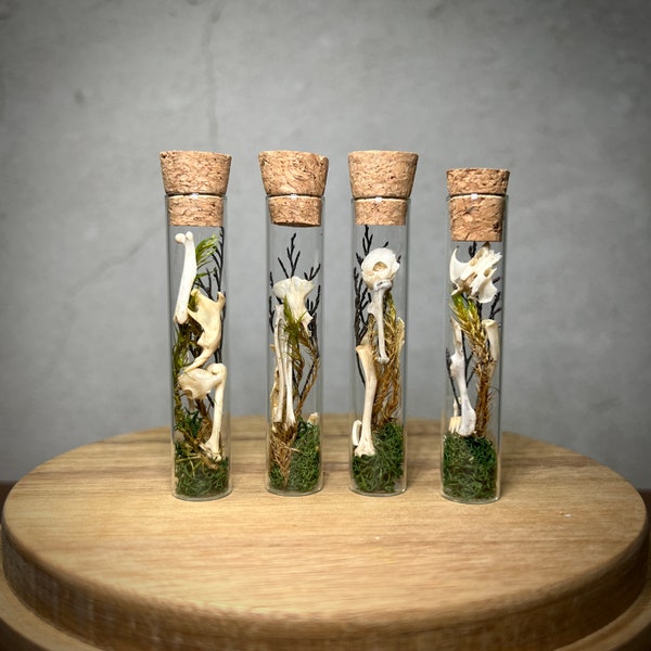 Small Natural Oddity Fairy Nature Spell Vial with Real Mouse Skull Rodent Bones - Weird Unusual Gift Idea