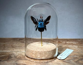 Real Blue Bumble Bee in Glass Dome, Insect Specimen