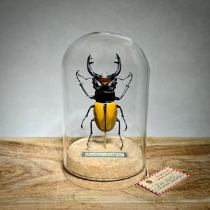 May include: A preserved stag beetle specimen, encased in a glass dome. The beetle has a black head and thorax, with a bright yellow abdomen. It is mounted on a cork base with a small label. A tag with handwritten text is attached.