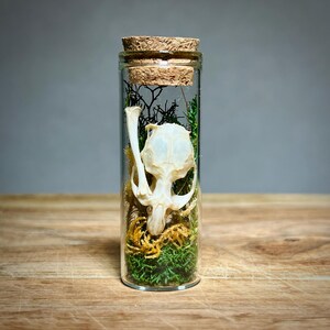 K&ouml;nnte beinhalten: Ein klares Glasfl&auml;schchen mit Korken, das einen kleinen Tiersch&auml;del, Moos und getrocknete Pflanzen enth&auml;lt. Der Sch&auml;del ist wei&szlig;, und die Pflanzen sind gr&uuml;n und braun. Das Fl&auml;schchen steht auf einer Holzoberfl&auml;che.