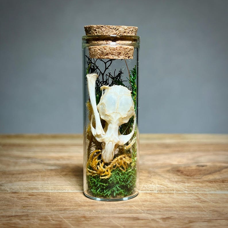 K&ouml;nnte beinhalten: Ein klares Glasfl&auml;schchen mit Korken, das einen kleinen Tiersch&auml;del, Moos und getrocknete Pflanzen enth&auml;lt. Der Sch&auml;del ist wei&szlig;, und die Pflanzen sind gr&uuml;n und braun. Das Fl&auml;schchen steht auf einer Holzoberfl&auml;che.
