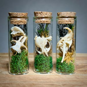 K&ouml;nnte beinhalten: Drei Glasflaschen mit Korken, jede mit einem kleinen Tiersch&auml;del, gr&uuml;nem Moos und getrockneten Pflanzen. Die Sch&auml;del sind cremefarben und das Moos leuchtend gr&uuml;n. Die Flaschen stehen auf einer Holzoberfl&auml;che.
