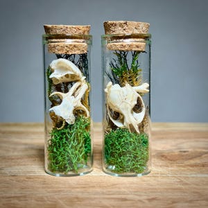 K&ouml;nnte beinhalten: Zwei Glasflaschen mit Korken, jede mit einem kleinen Tiersch&auml;del, gr&uuml;nem Moos und getrockneten Pflanzen. Die Flaschen stehen auf einer Holzoberfl&auml;che vor grauem Hintergrund. Die Sch&auml;del sind wei&szlig;.