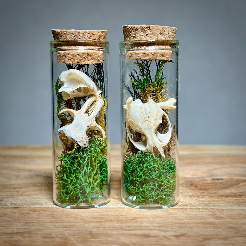 K&ouml;nnte beinhalten: Zwei Glasflaschen mit Korken, jede mit einem kleinen Tiersch&auml;del, gr&uuml;nem Moos und getrockneten Pflanzen. Die Flaschen stehen auf einer Holzoberfl&auml;che vor grauem Hintergrund. Die Sch&auml;del sind wei&szlig;.