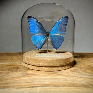 May include: A preserved blue Morpho butterfly specimen mounted on a thin metal pin, displayed inside a clear glass dome cloche. The butterfly rests on a circular cork base featuring a small rectangular label with printed text at the center.