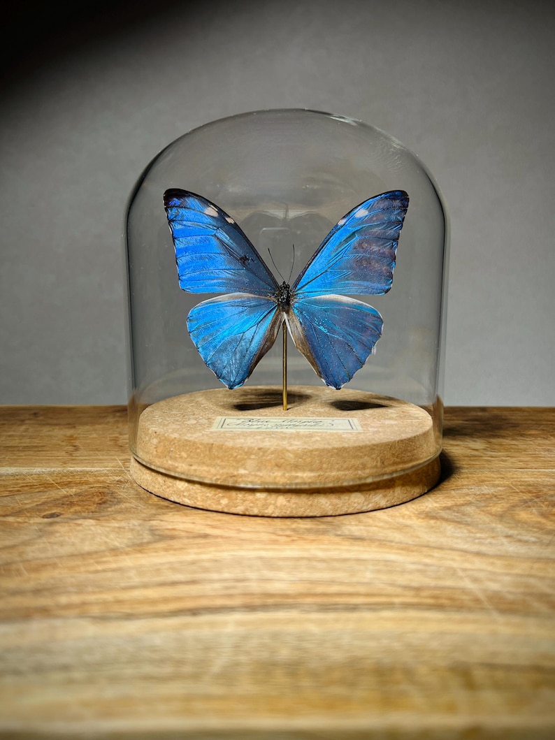 May include: A preserved blue Morpho butterfly specimen mounted on a thin metal pin, displayed inside a clear glass dome cloche. The butterfly rests on a circular cork base featuring a small rectangular label with printed text at the center.