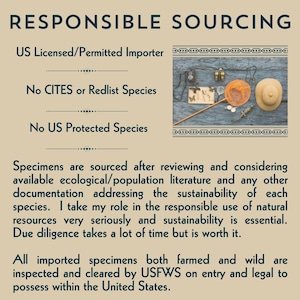 Infographic responsible sourcing. "US licensed/permitted importer, no CITES or Redlist Species, no US protected species, Specimens sourced after considering available ecological/population literature and documentation. I take my role in the responsible use of natural resources seriously and sustainability is essential. All Imported specimens both farmed and wild are inspected/cleared by USFWS and legal to possess with the US. Pic of entomology tools.