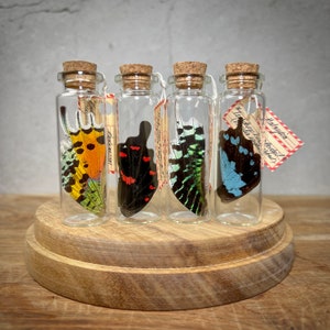 Real Butterfly Wings, Real Butterfly Wing Bottles, Specimen Jars, Oddity Jars, Gift for Witchy, Oddity, Unusual, Nature, Insect Decor