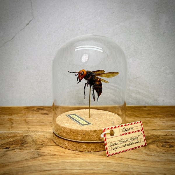 Giant Asian Hornet, Real Vespa Wasp Insect Taxidermy Dome Display, Entomology Collection, Science Oddity Gift, Murder Hornet, Murder Wasp