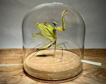 Real Praying Mantis Taxidermy Gift | Glass Dome Insect Specimen, Goblincore Dark Academia Decor | Bug Collector Nature Lover Entomology Gift